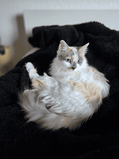Myra the cat