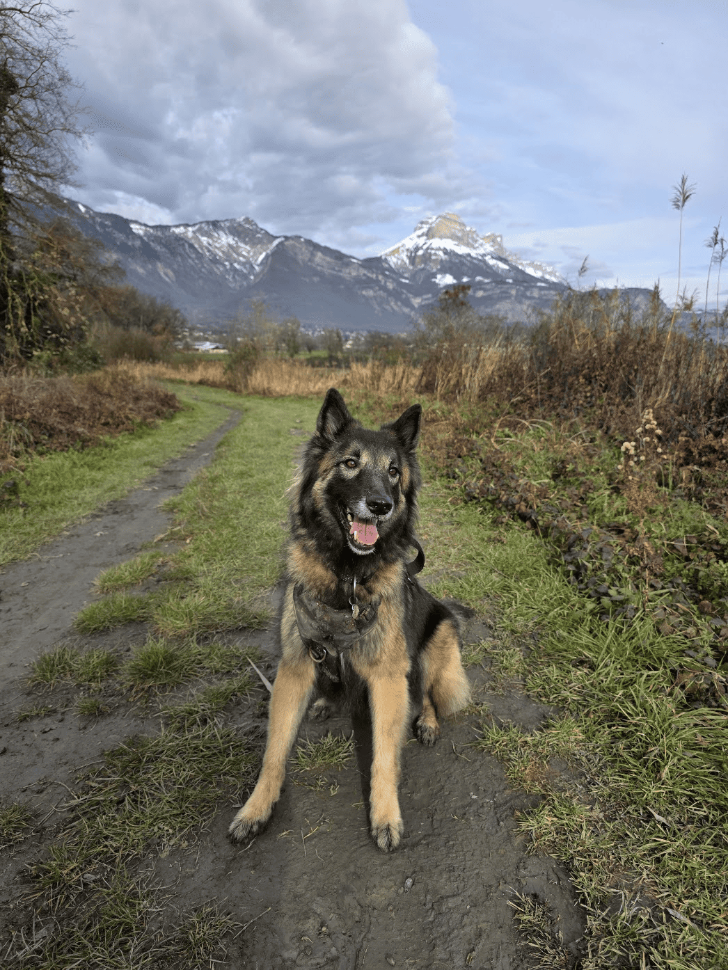 Raya the dog